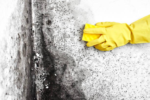 Best Industrial Mold Remediation  in Davenport, WA